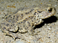 Common Toad